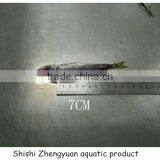 Fresh Frozen HGT Horse Mackerl 6-8cm Loose Package thumbnail-3