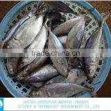Sea Foood Big Eye Frozen Horse Mackerel thumbnail-2
