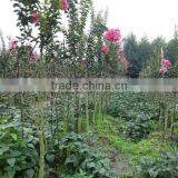 Lagerstroemia Indica Bottle Gourd and Cage Shape Trees thumbnail-4