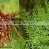 Asparagus Racemosus Root Extract thumbnail-2