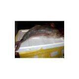 Sell Yellow Stripe Trevally (Thailand) thumbnail-1