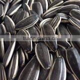 Chinese sunflower seed 5009