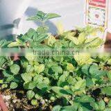 Oregano Oil (Origanum Vulgare) thumbnail-4