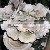 Chinese Professional High Tech Extract Lucidum Ganoderma thumbnail-4