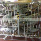 Skipjack Whole Round (frozen on Board) thumbnail-3