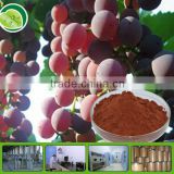 GMP Factory organic grape seed extract powder
