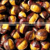 small paked ringent chestnut