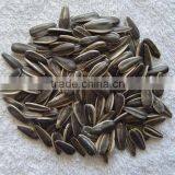 Chinese Fresh Sunflower Seed 5009 Hot Sale thumbnail-2