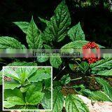 Folium Ginseng thumbnail-1