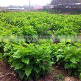 Morus Alba L Seedling thumbnail-5