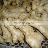 New Fresh Ginger thumbnail-2