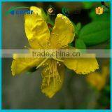 Factory supply high quality organic st johns wort oil