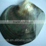 NEW Polished Tahiti Black Lip Shell Plate thumbnail-2