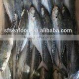 Jack Mackerel Frozen Fish Food thumbnail-1