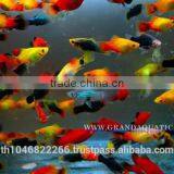 Platy Fish Farm For Sale / Ornamental Fish Exporter thumbnail-6