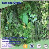 Tornado Crafts Wholesale Home Decor Plastic Vertical Green Wall System Customized Different Types of Green Wall thumbnail-5