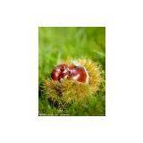 Chestnut thumbnail-1