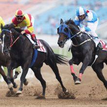 Horse Racing Timing Equipment thumbnail-1