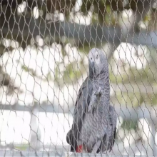 Stainless Steel Zoo Mesh for Zoo Fencing With 3mm Wire Gauge thumbnail-1