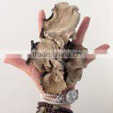 Dried Jew's Ear Fungus Mushroom