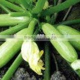 XH Cylindrical Light Green Hybrid F1squash Seeds