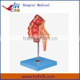 Human Appendix and Caecum Anatomical Model