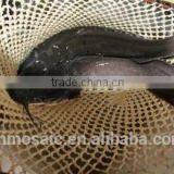 Competitive Price of Whole Frozen Catfish From China thumbnail-1