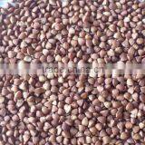 Chinese Non Gmo New Crop Roasted Buckwheat Kernel for Georgia Wholesale thumbnail-2