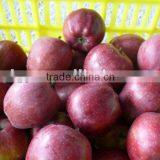 Fresh Red Delicious Apple 2015 thumbnail-1