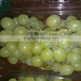 Fresh White Grapes