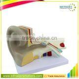 Ear Plastic Education Human Body Anatomy Model thumbnail-1