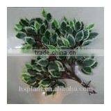 Banyan Leaves. Artificial Banyan Leaves. Ficus Tree Plants thumbnail-5