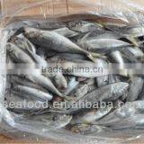 Whole Round Frozen Horse Mackerel on Sale thumbnail-1