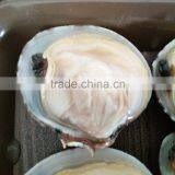 Top Quality Clams With Shell for Sale thumbnail-2