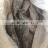 2016 Fresh Frozen Bonito Tuna 300g-500g From China thumbnail-1