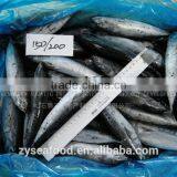Land Frozen HACCP Cargo Bonito Tuna Manufacturer thumbnail-2