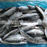 Frozen Seafood Horse Mackerel Fish thumbnail-1