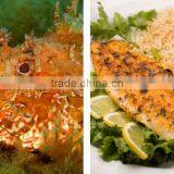 Rock Fish thumbnail-1