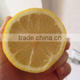 Fresh Citrus Fruits /Yellow Eureka Fresh Lemon thumbnail-6