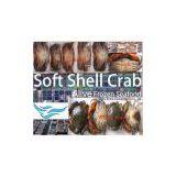 Soft Shell Crab (alive Frozen), Mr Yee Hlaing, AMK, Yangon, Myanmar thumbnail-1