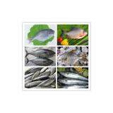 FROZEN HORSE MACKEREL thumbnail-2