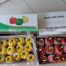 Hot Sale Fresh Sweet Color Pepper Yellow/Red/Green thumbnail-3
