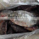 Frozen Black Tilapia Whole Round thumbnail-2