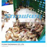 China High Quality Flake Ice Machine