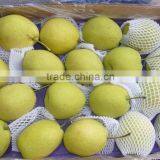 Fresh Snow Shandong Pear