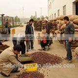 2015 New Crop Fresh Organic Sweet and Easy Peeling Chestnuts With Shell thumbnail-3