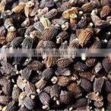 Pharmaceutical Medical Borage Seed Oil Good for Female thumbnail-3