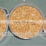 Canned Freeze Drying Mealworms thumbnail-6