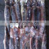 Frozen Seafood Illex Squid 200-300g thumbnail-1