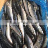 Good Quality Pacific Mackerel 200-300g Manufacturer thumbnail-5